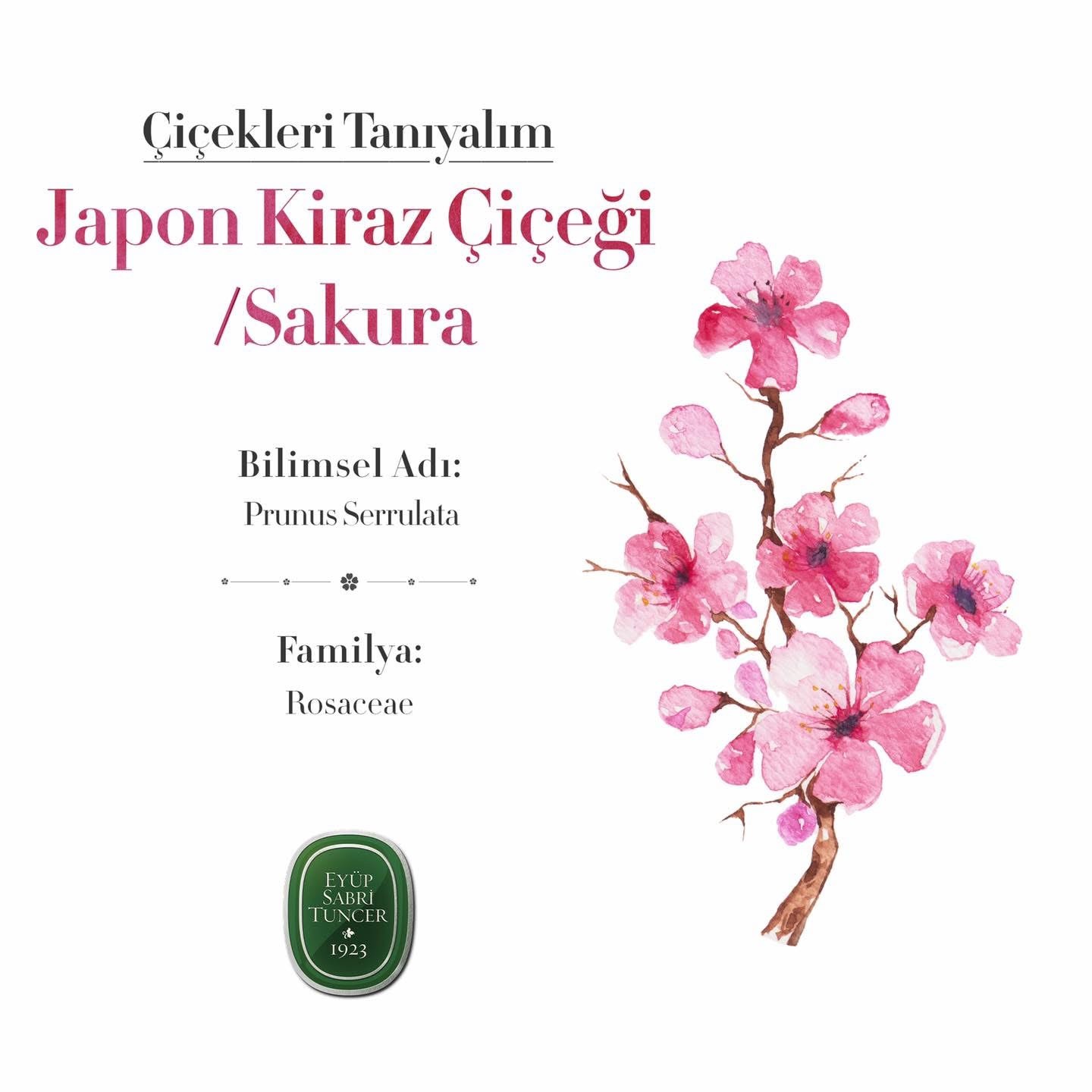 japon-kiraz-Cicegi 7000000